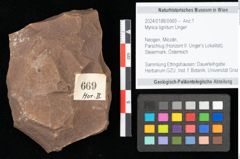 Foto (Objekt + Etikett) von Myrica lignitum Unger (NHMW-GEO-2024-0188-0669)